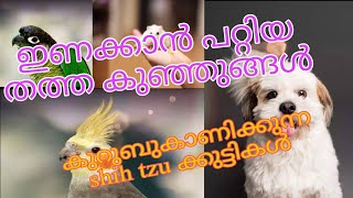 ✨️pigeon🎊Cat Dog🎈 Duck🐱Hen 🐎Exotic Birds🦜Low Rate Pets Farm🐕 Kerala pets sale☘️kozhi valarthal 🎊 [upl. by Hauhsoj]