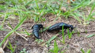 American Oil Beetle Meloe americanus [upl. by Franciska808]