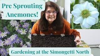 Growing Anemones in Zone 5 🌼🌼 Gardening at the Simongetti North [upl. by Elehcin]