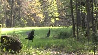 Ohio Spring Turkey Season [upl. by Coney]