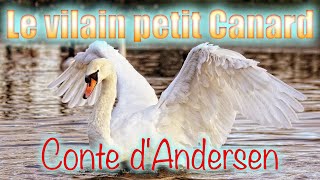 Le vilain petit Canard conte dAndersen [upl. by Leesa]