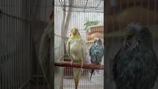 पानी में ज़हर cockatiel parrot ytshorts funnyshorts parrotshorts parrotvideo budgie petbird [upl. by Glendon829]