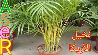 كيف يتم زراعه نخيل الاريكا وطرق العنايه بها Dypsis lutescens plant [upl. by Primrosa]