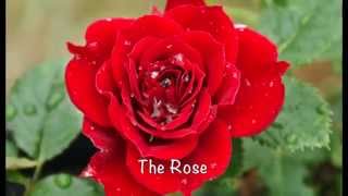 The Rose  by Bette Midler  lyrics  pictures [upl. by Schweiker722]