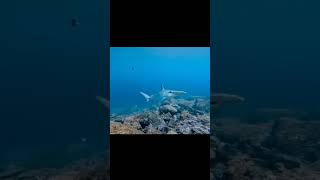 shark galapagos galapagostravel ocean suscribete new islasgalapagos viralvideo shorts [upl. by Sonafets]