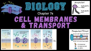 Cell Membranes amp Transport [upl. by Akinas]