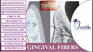 Gingival fibers  Types of gingival fibers  Gingiva  Periodontology  Carranza [upl. by Turpin369]