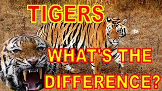 Tigers Whats the difference [upl. by Esmond274]