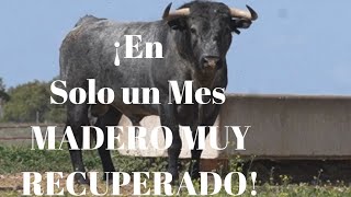 😍¡Imagínate ¡MADERO Toro Victorino Indultado por Ferrera en Olivenza COMPLETAMENTE RECUPERADO [upl. by Eycal]