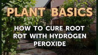 How to Cure Root Rot With Hydrogen Peroxide [upl. by Coit]