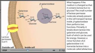 The lac Operon Process Animation from Microbiology 2e [upl. by Vitkun]