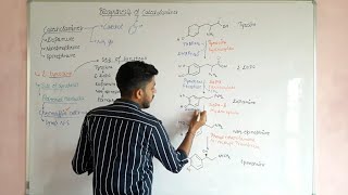 Biosynthesis of catecholamines csirnetjrf csirnet mducee2023 biochemistry lifesciences [upl. by Ellevehs]