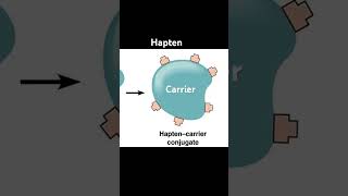 How to make Hapten antigenic immunology immunity antigen hapten science biology neet neetpg [upl. by Nylatsyrk15]