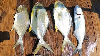 Pompano fishing at the pier in July No wayyyyyy [upl. by Manno]