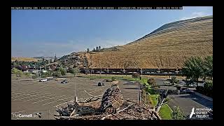 Hellgate Osprey  Iris Does Cool Flyby  SloMo  F 81624 [upl. by Idissak319]