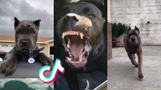 Cane Corsos are Badass and Cute  Tiktok Compilation  3 [upl. by Hansel313]