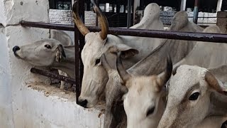 गौशाला SGbhakti shortsfeed [upl. by Eniahpets]