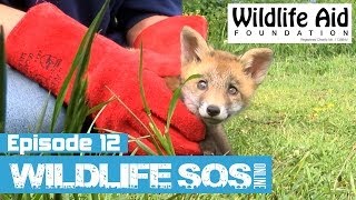 Wildlife SOS Online  Episode 12 [upl. by Darcy]