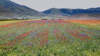 CASTELLUCCIO DI NORCIA  LA FIORITURA 2023  4k [upl. by Mogerly]