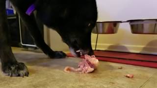 Wolfdog eating Raw Chicken with Bones [upl. by Caritta]