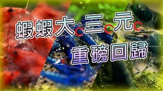 【蝦蝦特輯EP9】米蝦生到爆缸啦更新大三元近況 米蝦飼養｜米蝦繁殖｜我只是個養蝦的｜neocaridina breeding update [upl. by Colette]