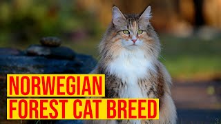 Norwegian Forest Cat Breed Everything You Need To Know All Cats [upl. by Ailema]