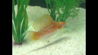 Creamsicle Sailfin Lyretail Molly [upl. by Fugazy]