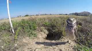 A Few Minutes with the Burrowing Owls [upl. by Fein]