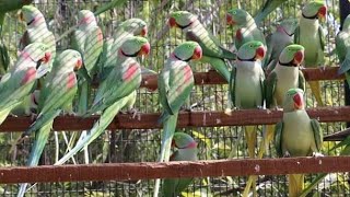 Alexandrine Parakeets [upl. by Fisa]