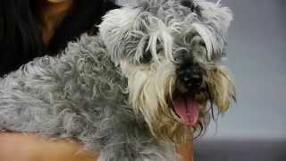 Grooming a Mini Schnauzer with Scaredy Cut ® [upl. by Urbai594]