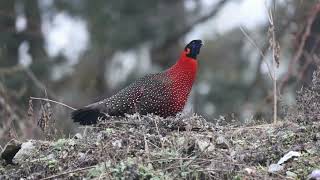 The Rare Satyr Tragopan Call [upl. by Seaver796]