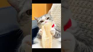 Purrfect pals and playmates catlover cuteanimals cat trending fypシ゚viral [upl. by Notserp]