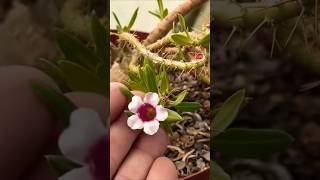 Pachypodium flowers adenium succulents cactus garden [upl. by Lai]