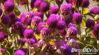 Gomphrena globosa  Globe Amaranth Amaranthaceae Perpétua Roxa [upl. by Liek]