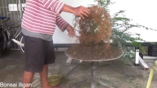 A Day in the Life of Bonsai Iligan quotTrunk Look Fatterquot an Update [upl. by Eeliah]