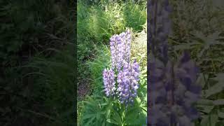 Alaska wild flowers Lupinus Polyphyllus [upl. by Terhune]