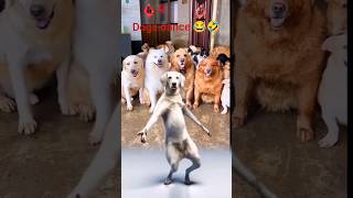 बहुत मजा आ रहा है यहां dog dance 🤣👌shorts viralvideo trendingshorts [upl. by Elyrad526]