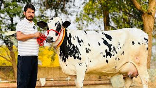 Biggest udder HF cows available at Gurwinder Dairy Farm  King of Punjab 👑 [upl. by Geaghan]