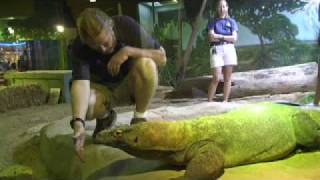 Visiting Faust the Komodo dragon at Shedd Aquarium [upl. by Nylzor663]