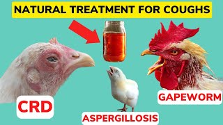 NATURAL ORGANIC TREAT For ALL COUGHS amp Respiratory Illnesses IN CHICKEN CRDAspergillosisGapeWorm [upl. by Neelrahs]