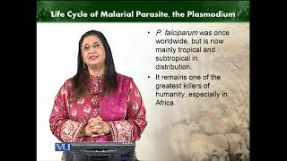 Life cycle of malarial parasite the plasmodium  Animal Diversity Invertebrates  ZOO512TTopic025 [upl. by Murry]