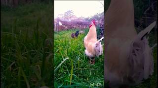 GALLO CANTANDO AL SURESTE feedshorts gallos granja [upl. by Ahsir]