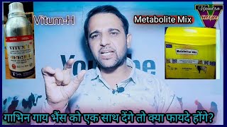 गाभिन गाय भैंस को Metabolite mix Powder और VitumH साथ देंगे तो क्या फायदे होंगे [upl. by Juakn222]