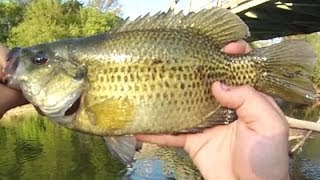 Lure Fishing 6  Small River Jig Fishing for Rock Bass Walleye and Smallmouth Bass [upl. by Anitnelav]