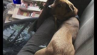 ROMA SFRATTATO VIVE IN MACCHINA CON IL CANE SOS SU YOUTUBE [upl. by Matthews]