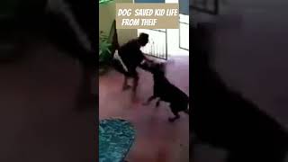 DOG saved kids life from theives music song bollywood love anirudh motivation facts ॐ [upl. by Orson]