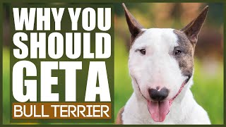 5 Reasons Why YOU SHOULD Get A BULL TERRIER [upl. by Suzetta882]