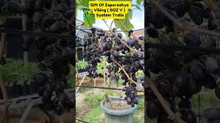 Gift of Zaporozhye Viking  GOZ V gardenberkebunanggur fruit [upl. by Narra]