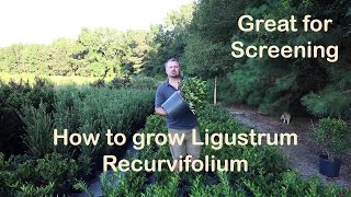 Ligustrum Recurvifolium is the make your neighbor go away plant [upl. by Dasi]