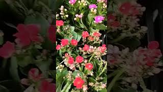 Kalanchoe plantyoutubeshorts treanding nature love home flowers winter festival [upl. by Scevo]